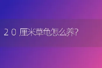 20厘米草龟怎么养？