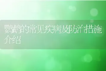 鹦鹉的常见疾病及防治措施介绍