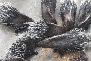 特种豪猪的引种与驯化