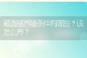 藏香猪养殖条件有哪些？该怎么养？