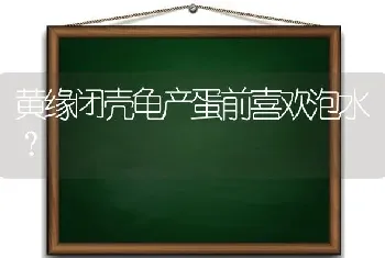 黄缘闭壳龟产蛋前喜欢泡水？