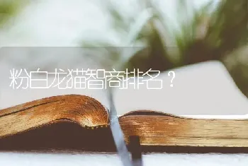 粉白龙猫智商排名？