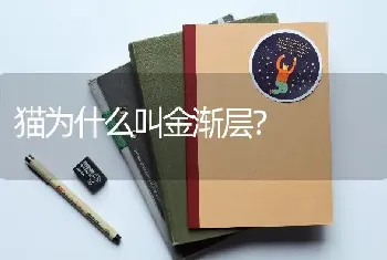 柯基能跑多少公里？