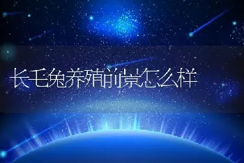 长毛兔养殖前景怎么样