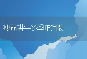 瘦弱耕牛冬季咋饲喂