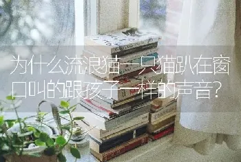 为什么流浪猫一只猫趴在窗口叫的跟孩子一样的声音？