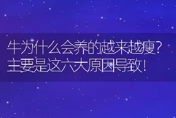 牛为什么会养的越来越瘦？主要是这六大原因导致！