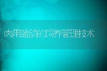 肉用雏鸽的饲养管理技术