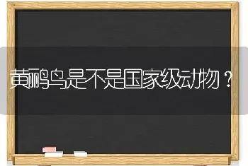 黄鹂鸟是不是国家级动物？