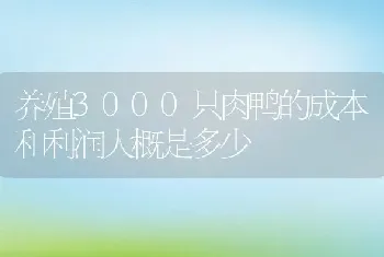 养殖3000只肉鸭的成本和利润大概是多少