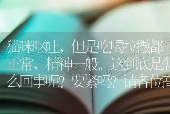 猫咪呕吐，但是吃喝拉撒都正常，精神一般。这到底是怎么回事呢？要紧吗？请各位高手指教？