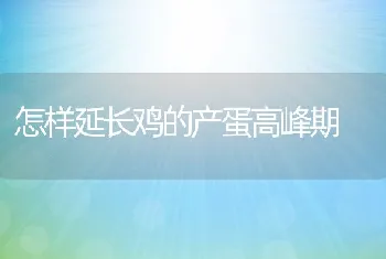 怎样延长鸡的产蛋高峰期