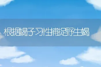 根据蝎子习性捕捉野生蝎