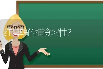 红耳鵯的捕食习性？