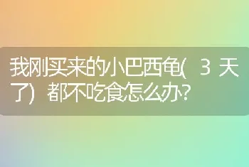 我刚买来的小巴西龟(3天了)都不吃食怎么办？