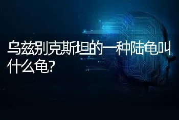 乌兹别克斯坦的一种陆龟叫什么龟？