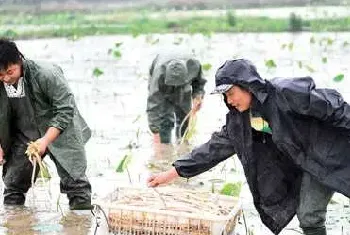 湖北咸宁咸安区藕田套养龙虾三千亩