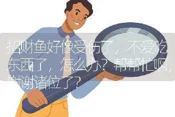 招财鱼好像受伤了，不爱吃东西了