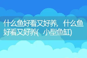 什么鱼好看又好养，什么鱼好看又好养(小型鱼缸)