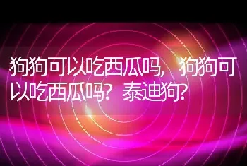 狗狗可以吃西瓜吗，狗狗可以吃西瓜吗？泰迪狗？