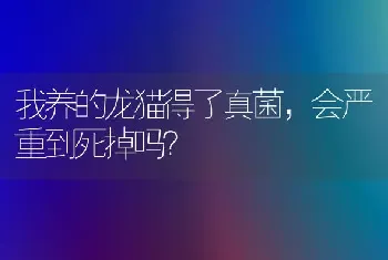 我养的龙猫得了真菌，会严重到死掉吗？