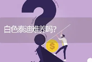 白色泰迪难养吗？