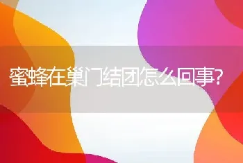 蜜蜂在巢门结团怎么回事？