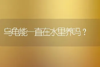 乌龟能一直在水里养吗？