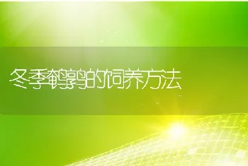 冬季鹌鹑的饲养方法