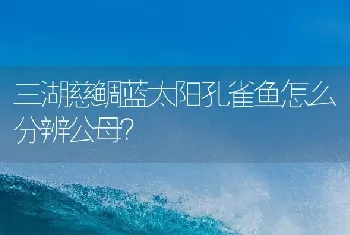 三湖慈鲷蓝太阳孔雀鱼怎么分辨公母？