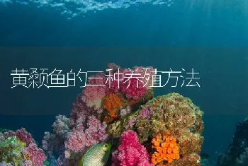 黄颡鱼的三种养殖方法