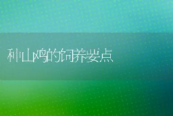 种山鸡的饲养要点