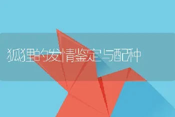 狐狸的发情鉴定与配种