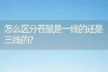 怎么区分苍鼠是一线的还是三线的？