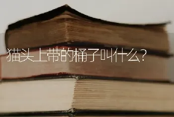 猫头上带的桶子叫什么？