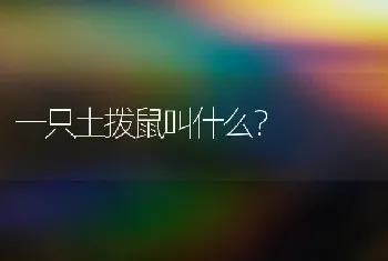 一只土拨鼠叫什么？