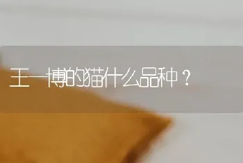 王一博的猫什么品种？