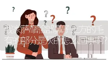 我家萨摩脸部鼻子上方的毛有的部分是灰的怎么回事啊？