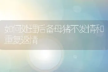 如何处理后备母猪不发情和重复返情