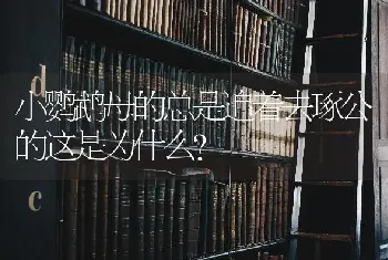 小鹦鹉母的总是追着去琢公的这是为什么？