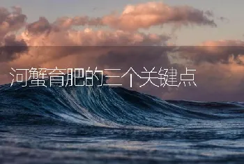 河蟹育肥的三个关键点