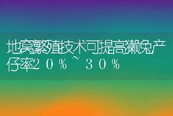 地窝繁殖技术可提高獭兔产仔率20%~30%