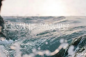 蚯蚓或蚓粪喂鱼效果好