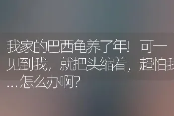 我家的巴西龟养了年!可一见到我，就把头缩着，超怕我…怎么办啊？