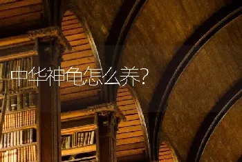 中华神龟怎么养？