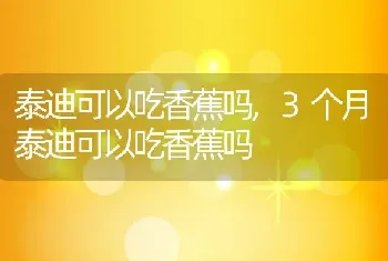 泰迪可以吃香蕉吗，3个月泰迪可以吃香蕉吗