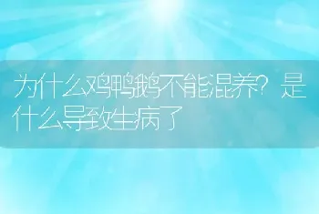 为什么鸡鸭鹅不能混养？是什么导致生病了