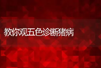 农村养獭兔应解决的几个关键问题