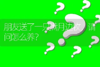 朋友送了一只满月边牧，请问怎么养？