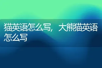 猫英语怎么写，大熊猫英语怎么写